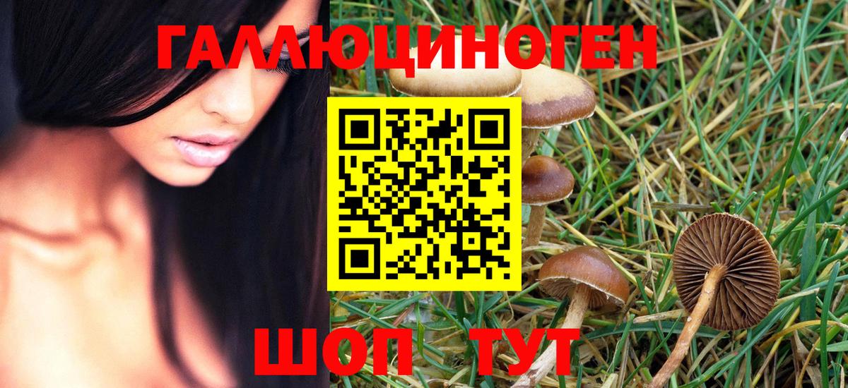 Псилоцибиновые грибы Psilocybe Алушта